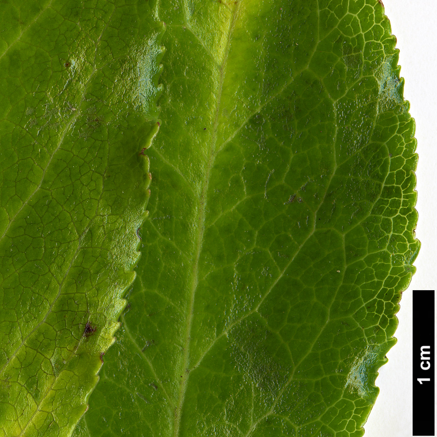High resolution image: Family: Ericaceae - Genus: Vaccinium - Taxon: cylindraceum